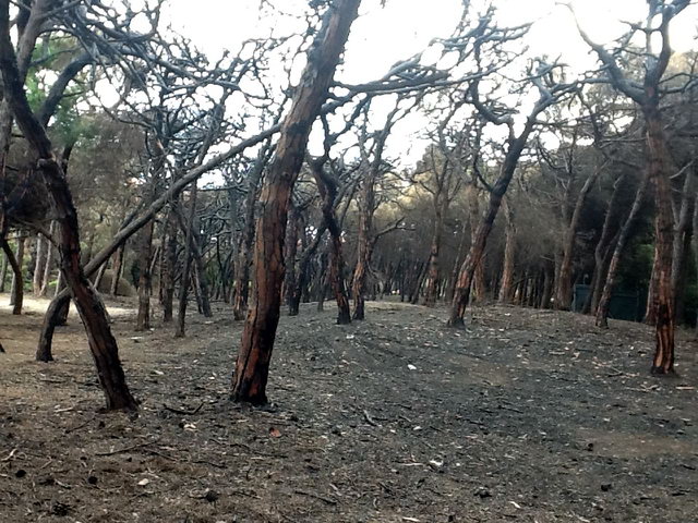 Part de la pineda de Llevant Mar (Gav� Mar) despr�s de ser cremada en dos incendis intencionats consecutius (22 Maig 2012)